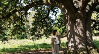 Major Oak, the 1,200-Year-Old Tree with Ties to the Robin Hood Legend, Is Presumed Dead After Failing to Produce Leaves