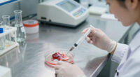 Old muscle stem cells can act young again but there’s a catch